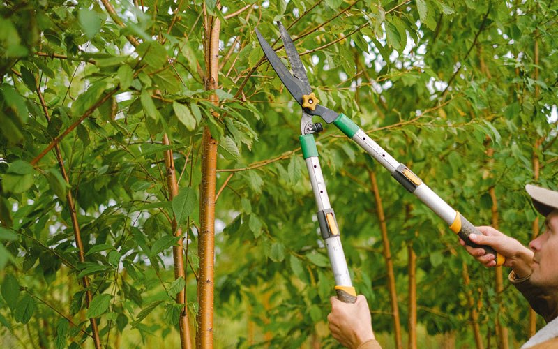 Tree trimming in Cross Plains, WI