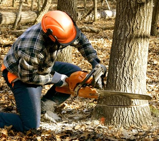Tree Removal in Cross Plains, WI